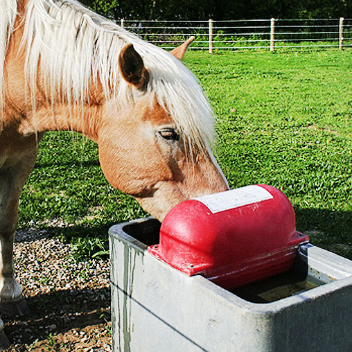 Automatic Horse Waterer